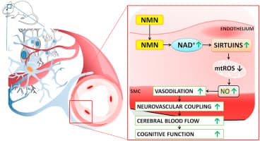 The Future Of Nmn Research: What'S Next In Anti-Aging Science? 4 The Future Of Nmn Research: What’S Next In Anti-Aging Science?