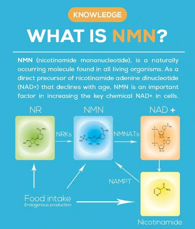 What Is Nmn? A Complete Guide To Nicotinamide Mononucleotide 7 What Is Nmn? A Complete Guide To Nicotinamide Mononucleotide