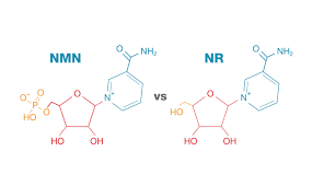 Nmn Vs. Nr (Nicotinamide Riboside): Which One Is Better For Longevity? 3 About Nmn Supplement Uk