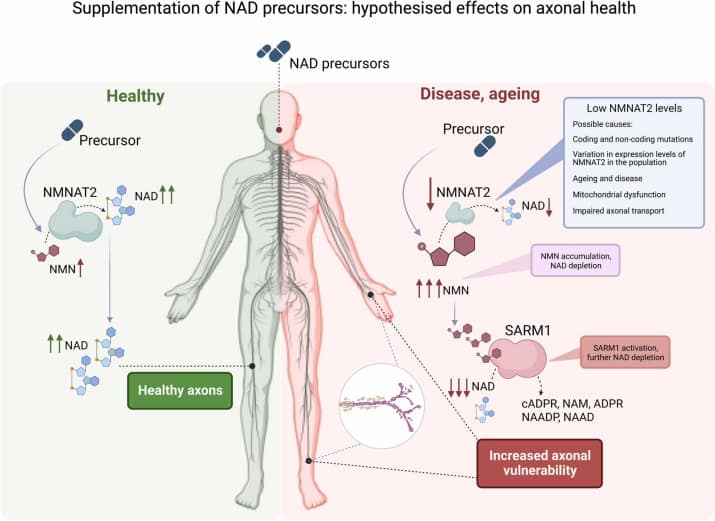 Can Nmn Reverse Aging? Understanding The Hype &Amp; Reality 6 Can Nmn Reverse Aging? Understanding The Hype &Amp; Reality